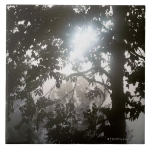 Morning sunlight through foliage of jungle ceramic tile