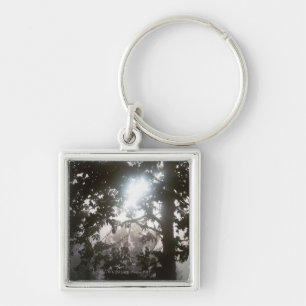 Morning sunlight through foliage of jungle key ring