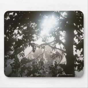 Morning sunlight through foliage of jungle mouse pad