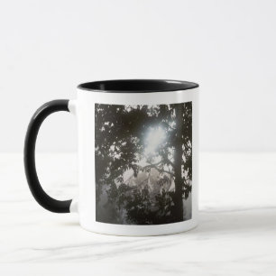 Morning sunlight through foliage of jungle mug