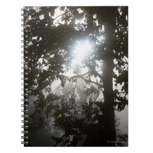 Morning sunlight through foliage of jungle notebook