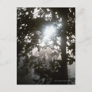 Morning sunlight through foliage of jungle postcard