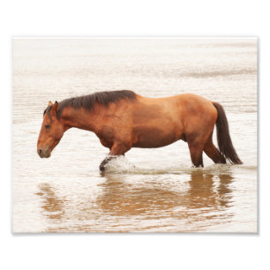 Morning swim for a horse photo print