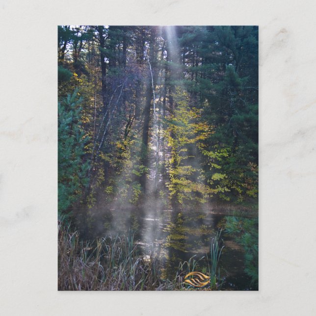 Morning Vermont Forest Postcard (Front)