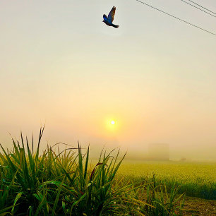 morning  village view poster