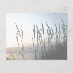 Morning Whisper Postcard