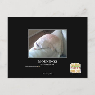 Mornings Postcard