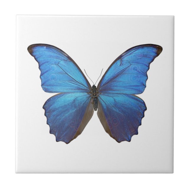 MORPHO DIDIUS D CERAMIC TILE (Front)