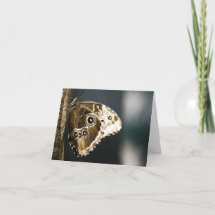 Morpho peleides Card