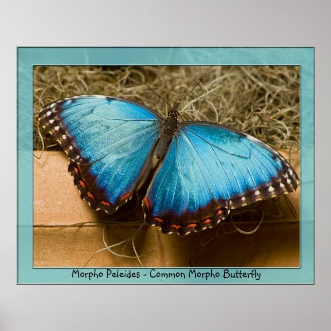 Morpho Peleides - Common Morpho ... Poster (Front)