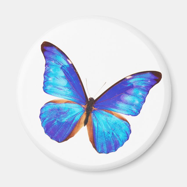 Morpho rhetenor magnet (Front)