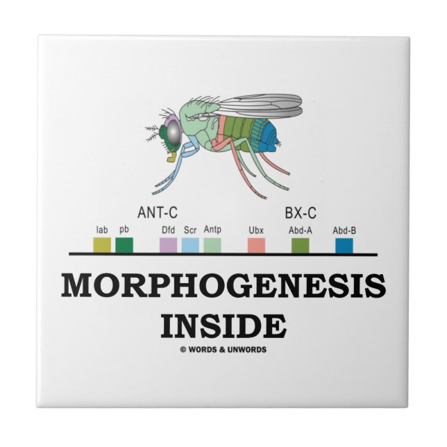 Morphogenesis Inside Drosophila Fruit Fly Genes Tile (Front)