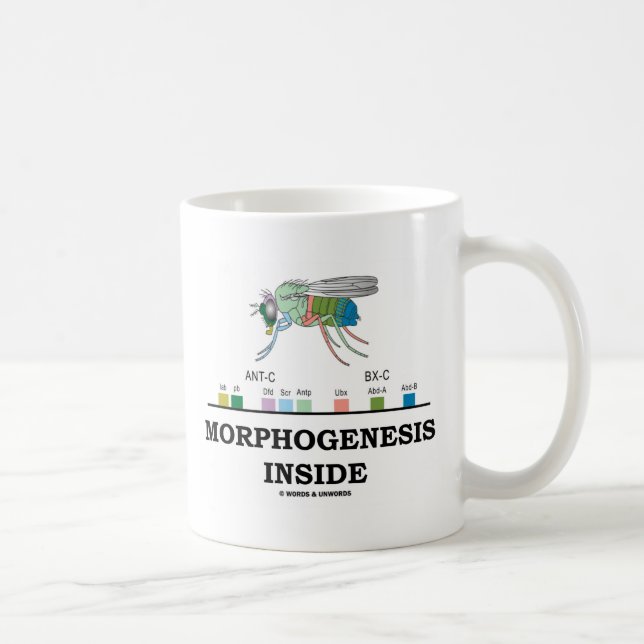 Morphogenesis Inside (Fruit Fly Drosophila Genes) Coffee Mug (Right)