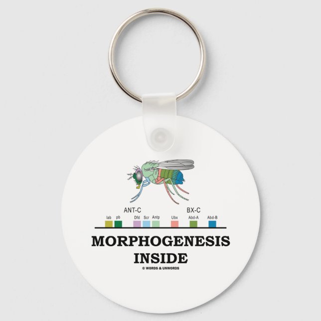Morphogenesis Inside (Fruit Fly Drosophila Genes) Key Ring (Front)