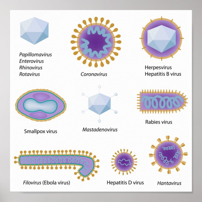Morphology of common viruses Poster (Front)