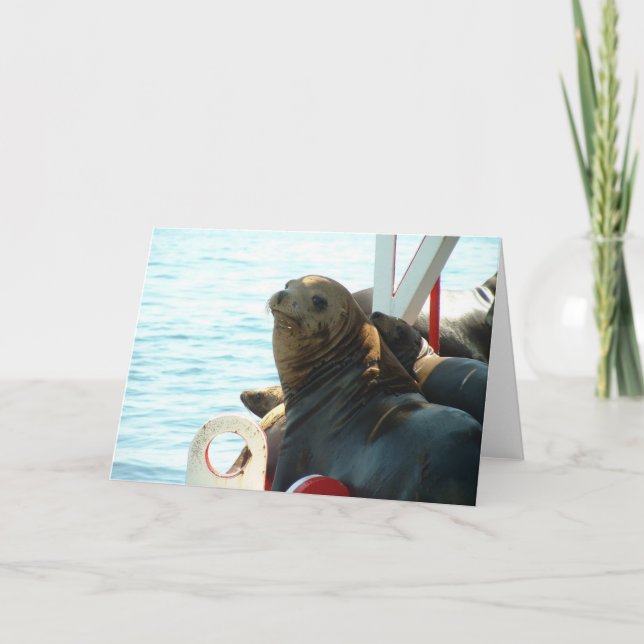 Morro Bay Seal Card (Front)