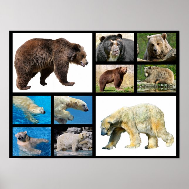 Mosaic photos bears poster (Front)