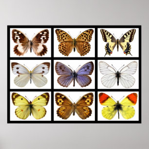 Mosaic photos of butterflies poster