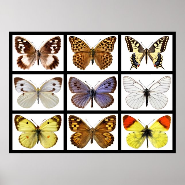 Mosaic photos of butterflies poster (Front)