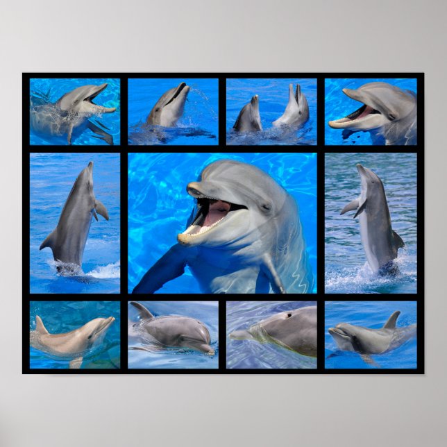 Mosaic photos of dolphins poster (Front)