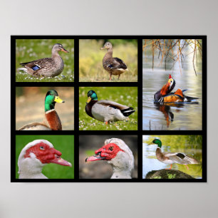 Mosaic photos of ducks poster