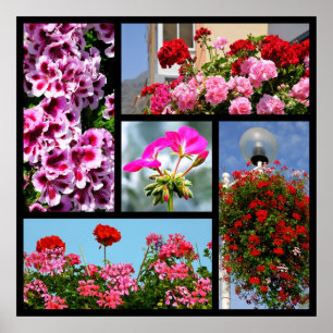 Mosaic photos of geranium poster