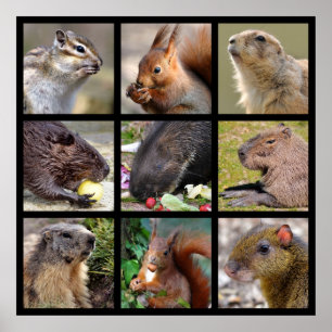 Mosaic photos of rodents poster