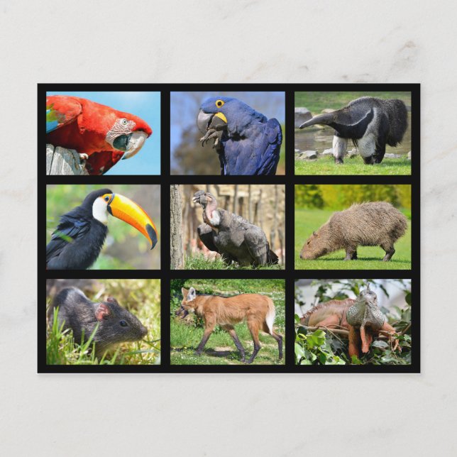mosaic photos South American animals Postcard (Front)