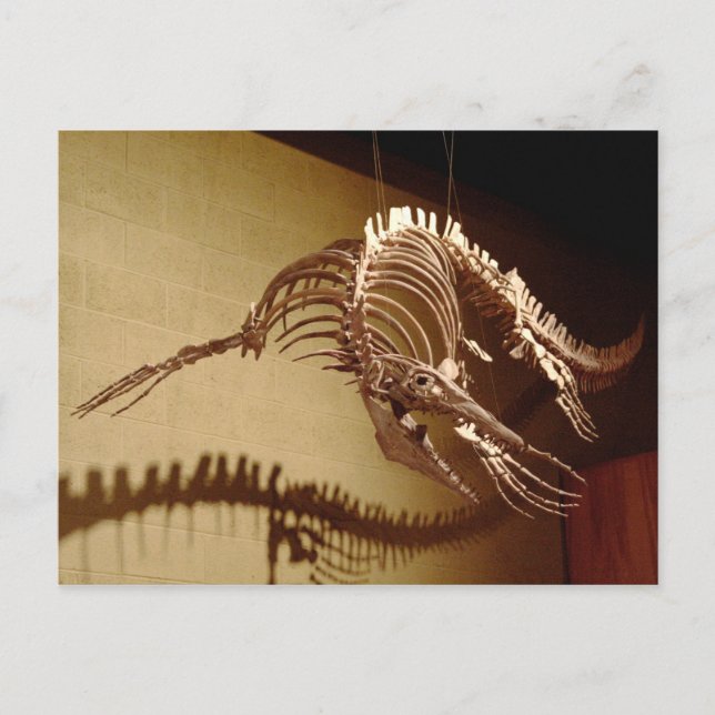 Mosasaur - "Sea Lizard" Postcard (Front)