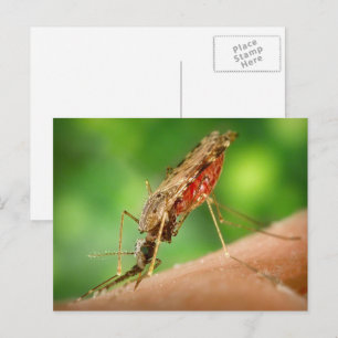 Mosquito Full of Blood Postcard