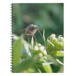 mosquito with turquoise eyes notebook