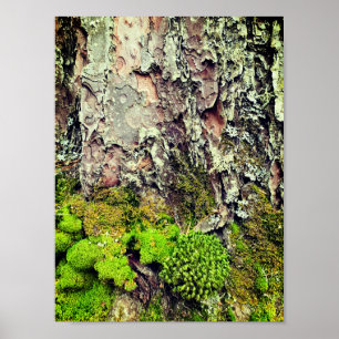 Moss and Bark Nature Photography Poster