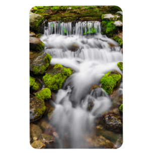 Moss Around Fern Spring Magnet