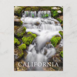 Moss Around Fern Spring Postcard