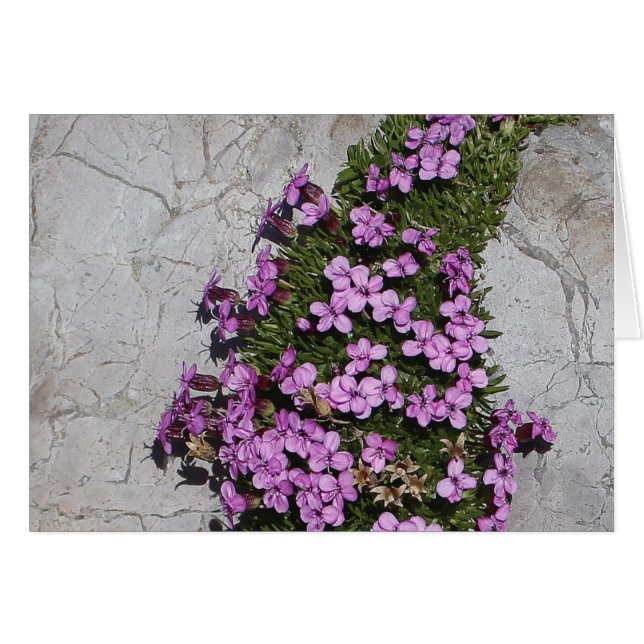 Moss Campion in the Alps (Front Horizontal)