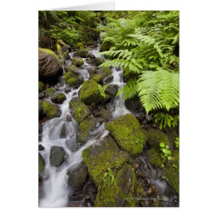 Moss covered rocks with blurred water and ferns