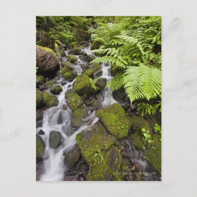 Moss covered rocks with blurred water and ferns postcard (Front)