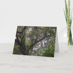Moss Forest Canopy Custom Louisiana Greeting Cards