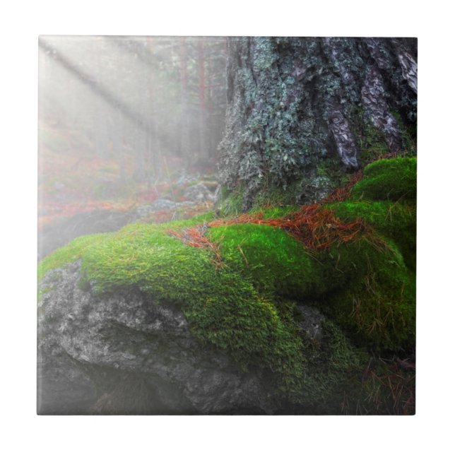 Moss in the Forest Ceramic Tile (Front)