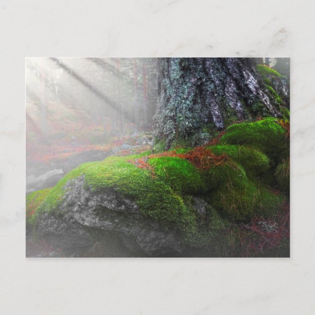 Moss in the Forest Postcard (Front)
