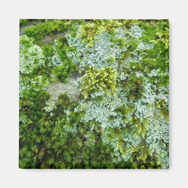 Moss & Lichen on Rock Magnet (Front)