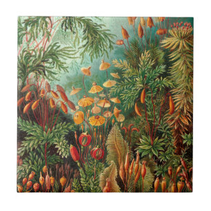 Moss (Muscinae) by Haeckel Ceramic Tile