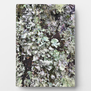 Moss on a Tree, Cape Disappointment, Washington Plaque