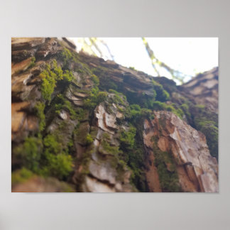 Moss on Bark Poster