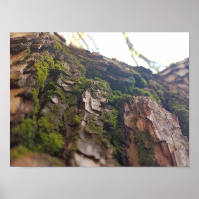 Moss on Bark Poster (Front)