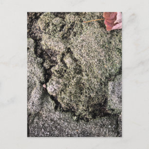 Moss on Rock Surface – Athens Georgia Postcard