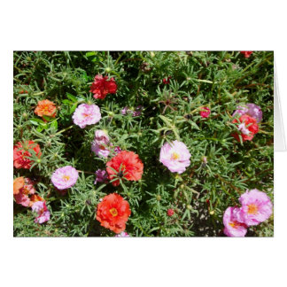 Moss Rose