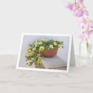 Moss-rose Purslane, Succulent Flowering Plant Card