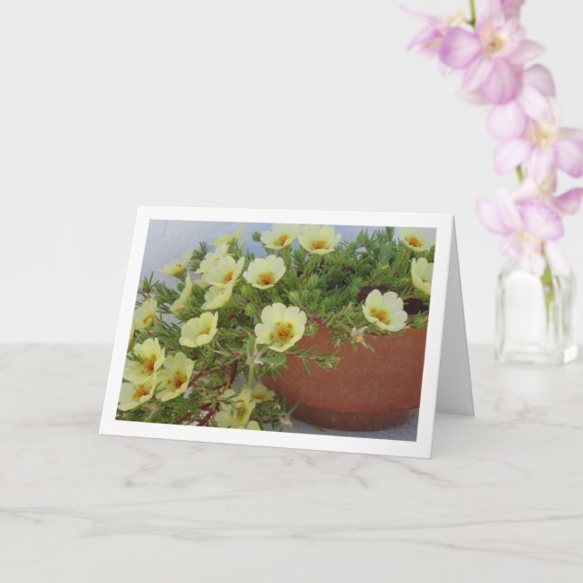 Moss-rose Purslane, Succulent Flowering Plant Card (Orchid)