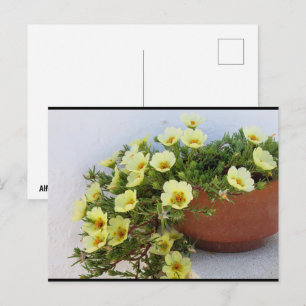 Moss-rose Purslane, Succulent Flowering Plant Postcard